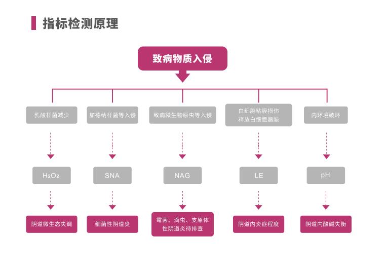 全自动阴道炎香蕉视频下载地址LTS-V400指标检测原理